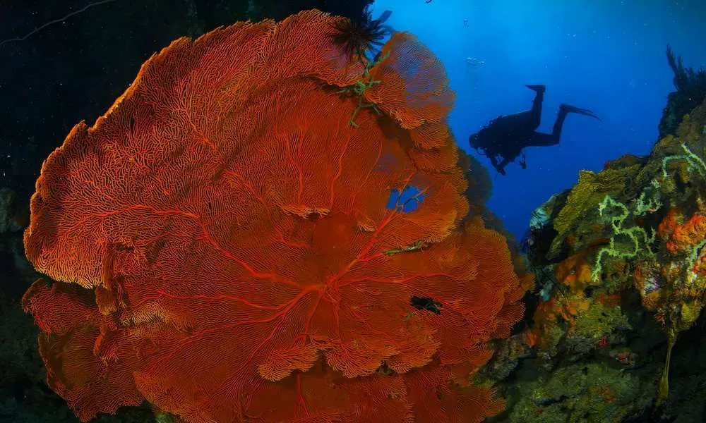 cebu